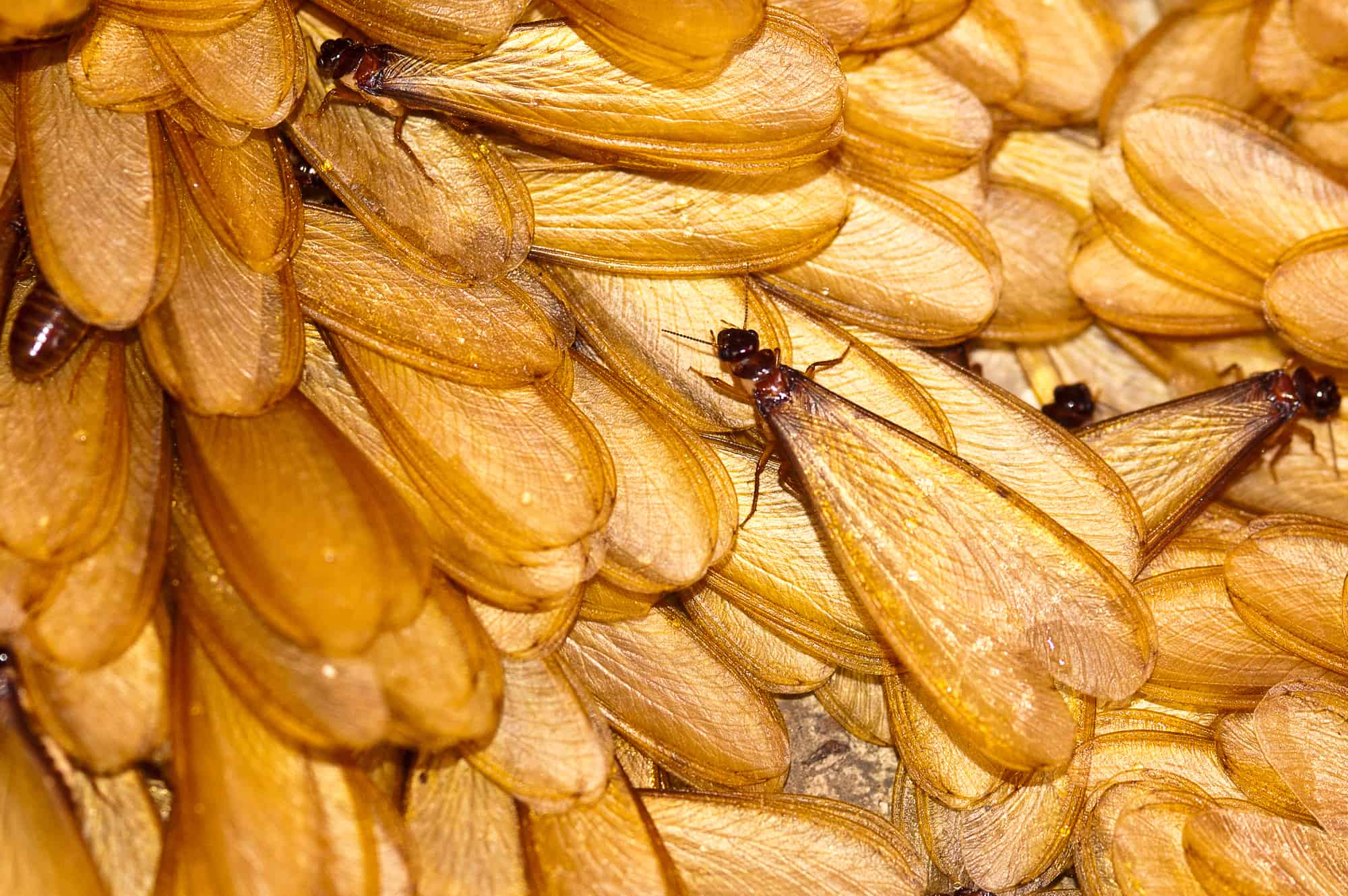 Drywood Termites Feed and Expand Undetected